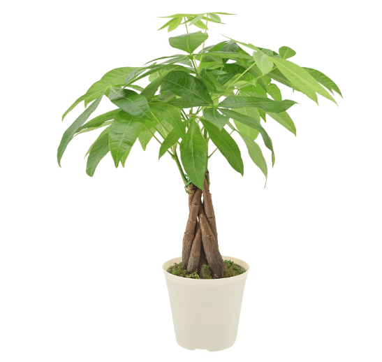 Live Braided 4-in Money Tree Pachira Aquatica Indoor Houseplant in Arcadia Garden Product's Branded Plastic Pot, Tropical Plant Collector Gift for Home and Garden Decor, Beige