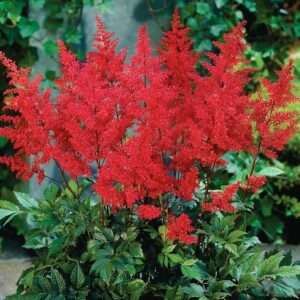 Votaniki Astilbe Red Sentinel (Japonica Hybrid) - Perennial Spirea, Red Astilbe Roots | Spring & Summer Flowers, Easy to Grow & Low Maintenance (1 Pack)