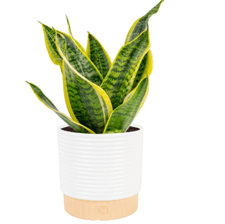 Costa Farms Snake Plant Live Indoor Plant, Easy Care, 6-In Pot