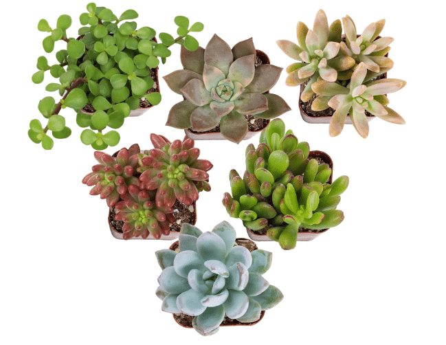 Altman Plants Deluxe Live Succulents (6 Pack), No Duplicates, Assorted Varieties, & Shapes, Easy Plant Care, 2 in Pots