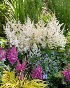 RedCrocus 'Visions in White Delight' False Spirea Astilbe- Shade Perennial with White Plumes, Pollinator-Friendly, Container & Garden Use 2 Gallon
