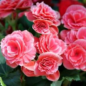 Amazing Deal - 4 Pack Strawberry Ripple Begonia Flower Bulbs - Grows Three/Four Times Bigger Than Normal Begonias - Pink & White Easy to Grow Bulbs - Attracts Butterflies, Bees & Hummingbirds
