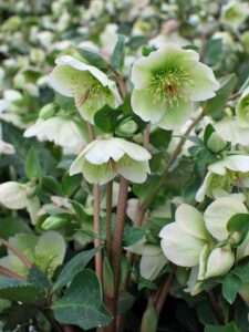 Helleborus Frostkiss® Molly’s White (Lenten Rose) Live Perennial, Size-#1 Container, White Winter to Spring Flowers with Marbled Evergreen Foliage