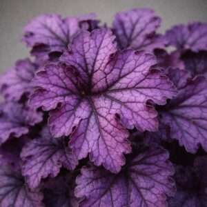 Classy Groundcovers: Coral Bells 'Dolce Wildberry', 1-Gallon Pot

