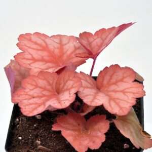 Heuchera, Georgia Peach Coral Bells, Alum Root, Shade Plant, Cnt Sz: 5" | flowering plant which tolerates heat, color-changing foliage, Container Size:...