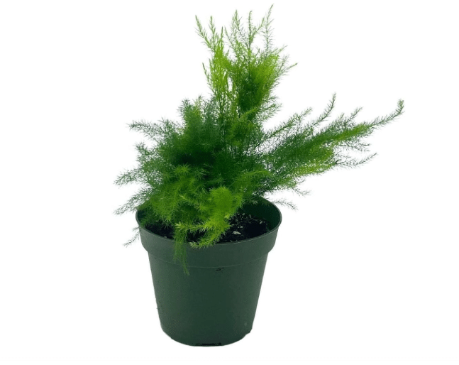 BubbleBlooms Asparagus Fern Plumosa setaceus in a 4 inch Pot