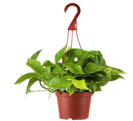 Shop Succulents Golden Pothos Hanging Plant, Live Indoor Plant, Easy Care Hanging Ivy Houseplant, Air Purifying Plant, Housewarming, Home Décor, 6 Inch Pot