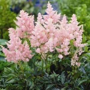 Votaniki Astilbe Erika (Arendsii Hybrid) Bare Roots Ready to Plant — Hardy Perennial Astilbe with Pink Plumes for Shade Gardens | Easy-to-Grow,...
