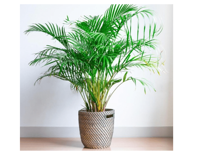 Seeds Parlor Palm (Chamaedorea elegans) Perennial Tree