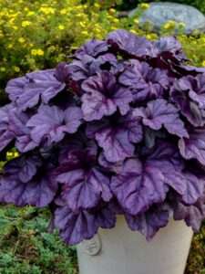 Perennial Farm Heuchera x ‘Wildberry’ (Dolce® Collection Coral Bells) – Live Perennial in #1 Container, Rich Purple Foliage, Vivid Pink Blooms, Shade Tolerant, Deer Resistant, Great for Borders & Pots