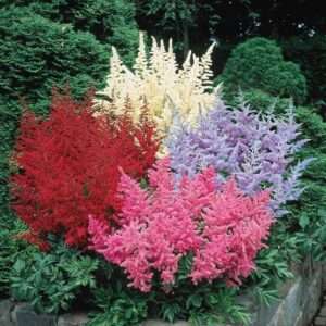 Votaniki Astilbe Mix Roots- Astilbe Mixed Colors | Perennial Astilbe Flower, Nonstop Blooms, Large Astilbe Flowers | Hardy, Long-Lived, Perfect for Borders and Beds (3 Pack)