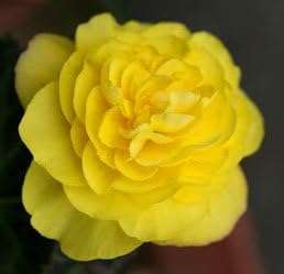 (3) Non Stop Yellow Begonia, Fresh Blooming Sized Bulbs, Nice addition to your Garden, Unique Color