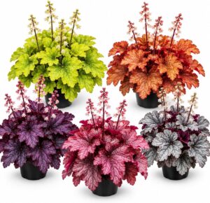 5 Pack Mixed Heuchera Live Plant Plugs- Colorful Coral Bells, Shade Gardens
