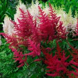 RedCrocus Visions in Red False Spirea Astilbe chinensis 'Visions in Red'- Vibrant Deep Flower Plumes, Fern-Like Foliage, Pollinator Attracting, Shade Garden Perennial 1 Gallon (Pack of 5)
