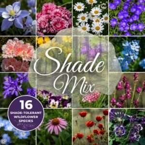 Shade Wildflower Seed Mix – 16 Annual & Perennial Species, Wildflowers for Shade, Pollinator-Friendly, Non-GMO Seeds, Covers Up to 800 Sq Ft
