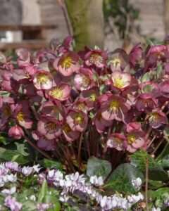 Helleborus x Frostkiss® Elemental® (Lenten Rose) Live Perennial, Size-#1 Container, Pink Late Winter to Spring Flowers with Marbled Evergreen Foliage, Deer Resistant