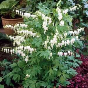 Votaniki White Bleeding Heart - Hardy Perennial, Dicentra Spectabilis ‘Alba’ (Bleeding Heart) | Spring & Summer Flower Bulbs, Easy to Grow (2 Pack)