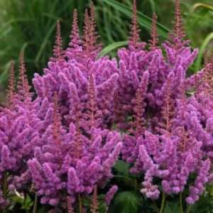 Votaniki Astilbe chinensis ‘Visions’ (Chinese Astilbe) - Perennials, Fragrant Blooms, Astilbe Bare Root for Planting | Summer Flowers, Easy to Grow (3 Pack)