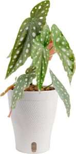 Costa Farms Begonia, Live Indoor Plant, Easy Care, Home Decor | Patterned foliage and color for bright spots. Enjoy flowers indoors. Great indoor houseplant...