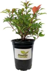 Mountain Fire Pieris Japonica - Live Plant - Quart Pot