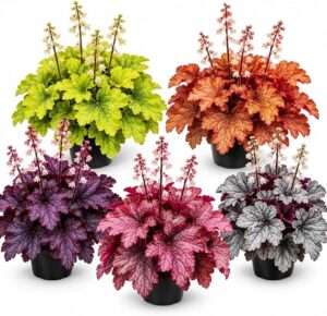 5 Pack Mixed Heuchera Live Plant Plugs – Assorted Coral Bells Perennial Plants – Colorful Purple, Lime, Rose, Bronze & Silver Foliage – Shade Garden Collection