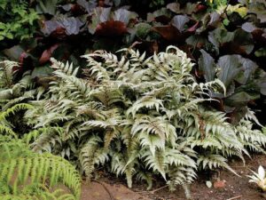 Greenwood Nursery: Live Perennial Plants - Japanese Painted Fern + Athyrium Niponicum - [Qty: 5X Pint Pots] - (Click for Other Available Plants/Quantities)

