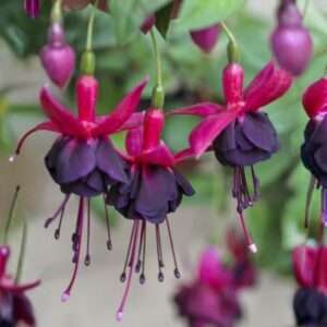 Black Red Fuchsia Plant, 3 to 4 Inch Tall Fuchsia Plants Live | Colorful Flowers Hanging Basket Plants, Well Rooted for Planting, Hardy Fuchsias Live Plants...
