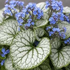 Classy Groundcovers: Siberian Bugloss 'Jack of Diamonds', 1-Gallon Pot