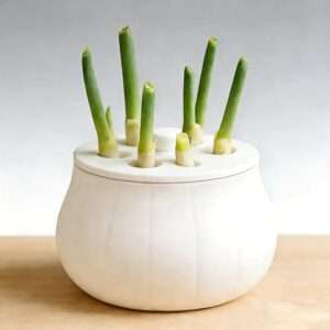 Green Onion Planter Kit for Seed Sprouting, Scallion Planter Compatible with Mason Jars for Windowsill Garden, Hydroponics (White)