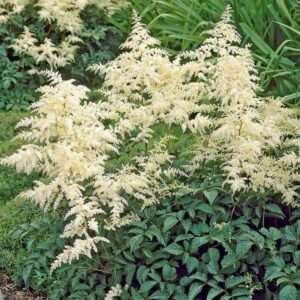 RedCrocus - RedCrocus Bridal Veil' False Spirea Astilbe x arendsii 'Bridal Veil'- Shade Garden Perennial with Feathery White Blooms, Moist Soil,...