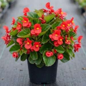Begonia Live Plant Wax Begonia Plant Red Begonias Flower Bush Houseplant 4" Pot