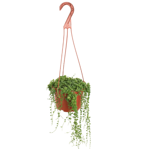 Shop Succulents String of Pearls Hanging Succulent, Senecio Rowleyanus, Fully Rooted Live 6" Succulent Plant, Low Maintenance Indoor Plant, Hardy Succulents, Trailing Succulents, Gift & Garden