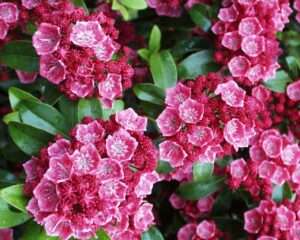 Kalmia LAT. 'Nathan Hale' (Mountain Laurel) Evergreen, Pink Flowers, #3 - Size Container