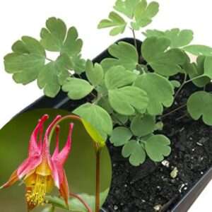 Organic Eastern Red Columbine Plant (Aquilegia Canadensis L) 2.5 inch Pot - Native Plant, Pollinator Garden Plant, Perennial Plant