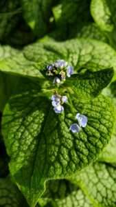 Live Plant from Green Promise Farms - Proven Winners, Brunnera mac. 'Jack of Diamonds' Heartleaf Brunnera, Huge Foliage Flowers - #1 Gallon Size Container