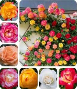 Rare Mixed Color Rose Seeds for Planting 50 Hybrid Climbing Rose Bush Seeds
