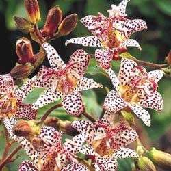Tricyrtis (Toad Lily) hirta x Miyazaki 1,000 Seeds