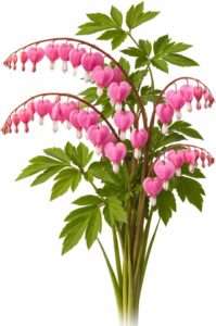 Votaniki's Pink Bleeding Heart Dicentra Spectabilis Live Plant Root Shade Perennial Spring Bloom Heart Shaped Flowers Deer Resistant Garden Plant for Borders Containers Woodland Gardens (Pack of 2)
