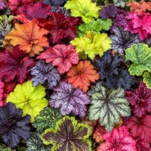 7 Pack Mixed Coral Bells Live Plant Plugs – Assorted Heuchera Perennial Plants – Shade Garden Collection