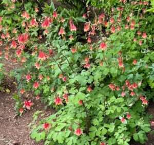 6 Wild Columbine (Aquilegia Canadensis) Outdoor Native Plant Plugs in Individual pots, Direct from Grower, no neonicotinoids, Supports pollinators