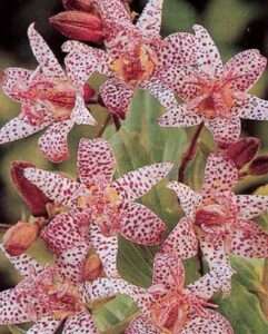 40 Tricyrtis (Toad Lily) hirta Seeds
