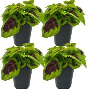 Live Coleus Plant, Shade Loving Outdoor Plants for Spring, Easy to Grow, Real Tender Perennial or Annual, Fast Growing, Great for Garden Containers, Unique Foliage
