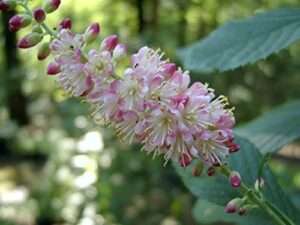 Ruby Spice Summersweet (Clethra alnifolia 'Ruby Spice')