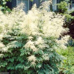 Aruncus Seeds - Dioicus ( Aethusifolius ) GOAT'S BEARD,Best Perennials For Shade
