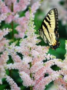 Perennial Farm Marketplace Astilbe j. 'Peach Blossom' (False Spirea) Perennial, Size-#1 Container, Salmon-Pink Plumes