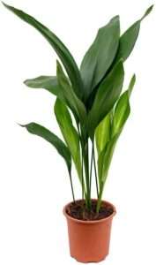 Cast Iron Plant - Live Plant in a 6 Inch Pot - Aspidistra Elatior - Beautiful Florist Quality Indoor or Outdoor Plant
