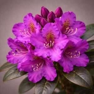 best flowering shade shrubs