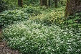 Sweet Woodruff Ground Cover Live Plants, Galium odoratum, White Flowering Perennial, 3.5" Pots, 10 Count