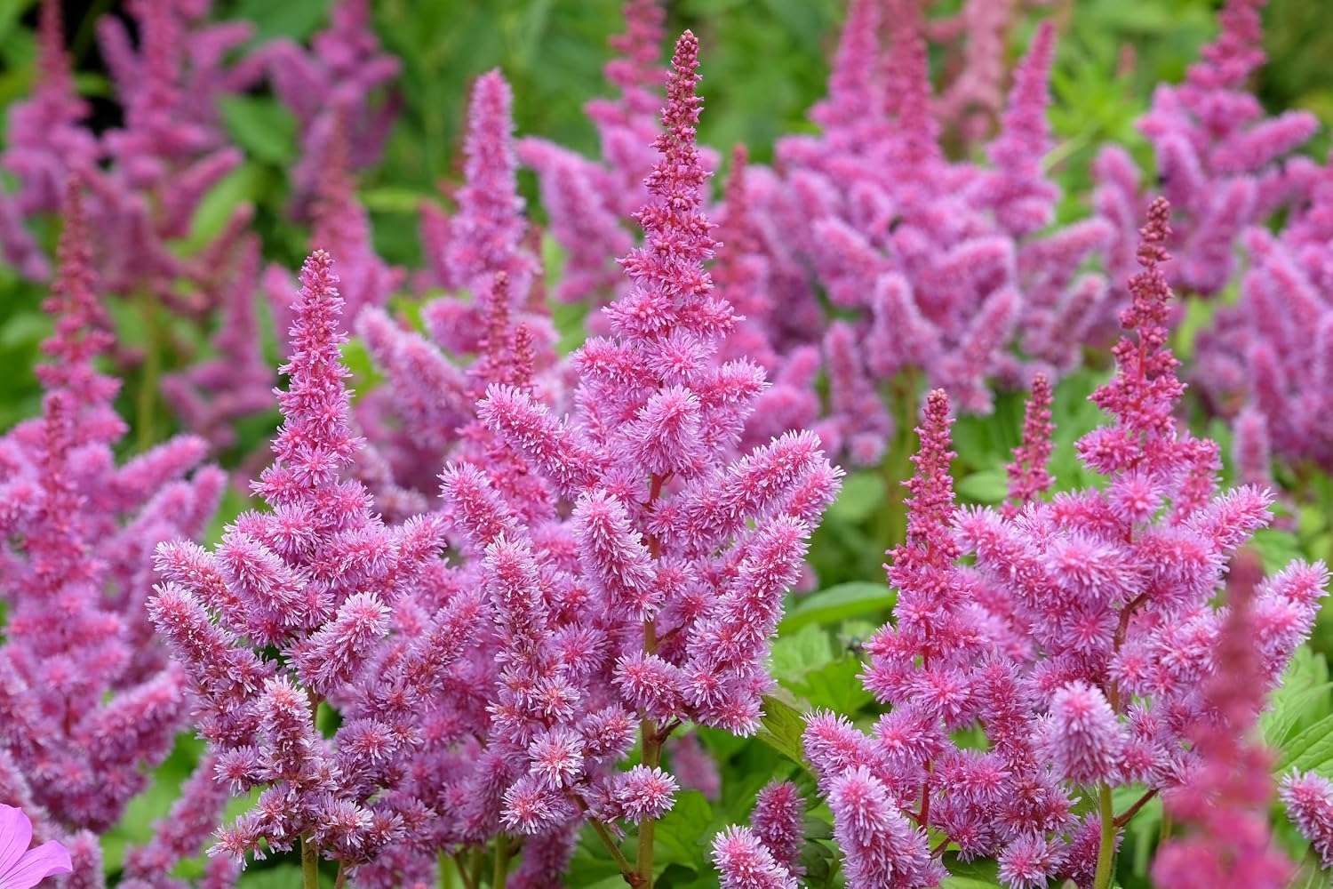 Astilbe (False Goat’s Beard) Live Bare Roots