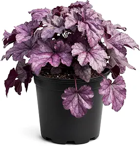 Coral Bells (Heuchera) Live Plants